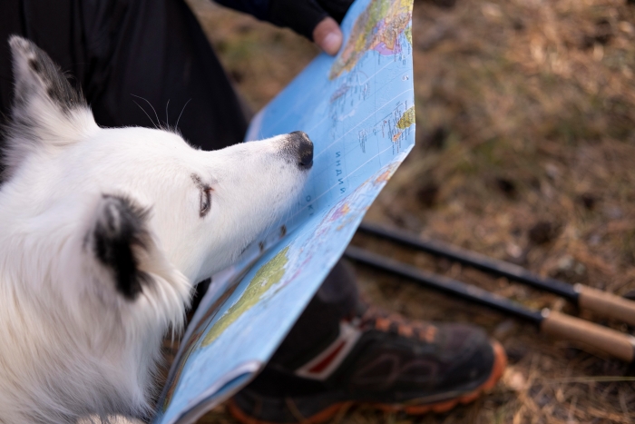 beautiful-black-white-dog-with-map